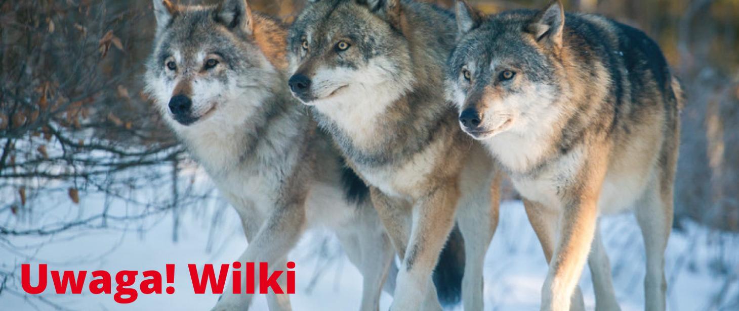 Występowanie wilków na terenie Gminy Drwinia