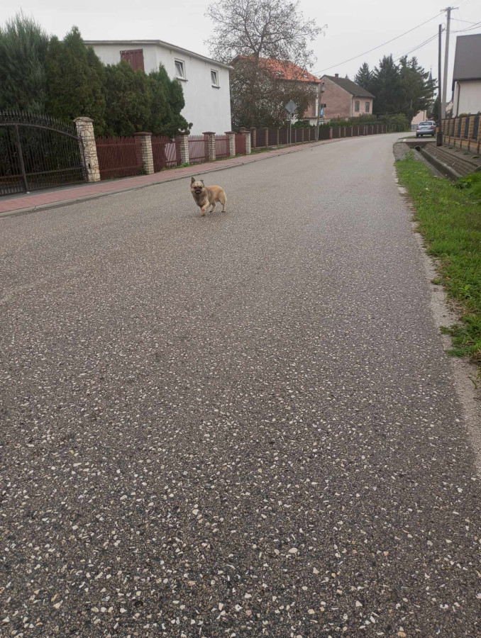 Ogłoszenie